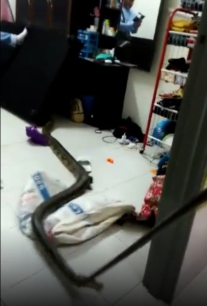 M'sian Teen Shocked When She Woke Up &Amp; Found 10-Foot-Long Python Around Her Neck - World Of Buzz 1