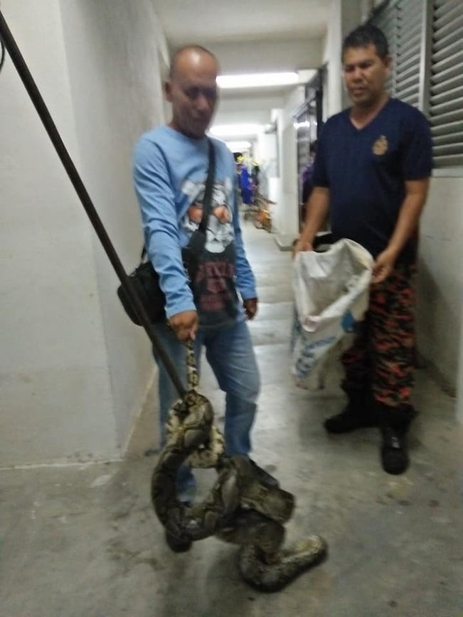 M'sian Teen Shocked When She Woke Up &Amp; Found 10-Foot-Long Python Around Her Neck - World Of Buzz