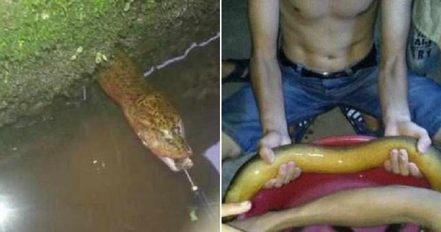 Netizens Point Out That Capture Of Large Grouper Does More Harm Than Good - WORLD OF BUZZ 2