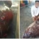 Netizens Point Out That Capture Of Large Grouper Does More Harm Than Good - World Of Buzz 3