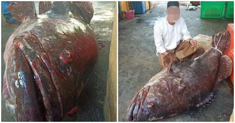 Netizens Point Out That Capture Of Large Grouper Does More Harm Than Good - WORLD OF BUZZ 3