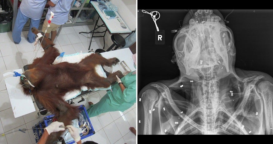 Orangutan That Was Shot With 74 Bullets Slowly Recovering From Her Injuries - WORLD OF BUZZ 1