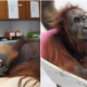 Orangutan That Was Shot With 74 Bullets Slowly Recovering From Her Injuries - World Of Buzz