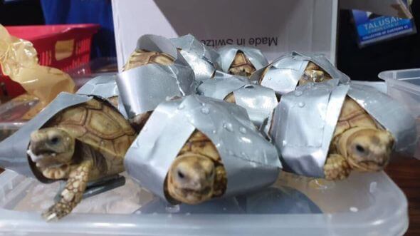 Over 1,500 Live Turtles and Tortoises Found Wrapped in Duct Tape in Philippines - WORLD OF BUZZ 1