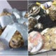Over 1,500 Live Turtles And Tortoises Found Wrapped In Duct Tape In Philippines - World Of Buzz 2