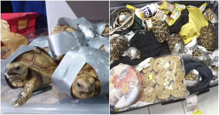 Over 1,500 Live Turtles And Tortoises Found Wrapped In Duct Tape In Philippines - World Of Buzz 2