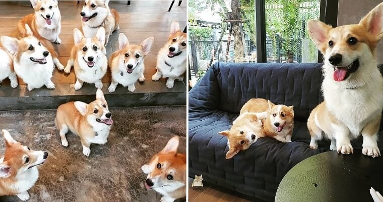There's a Cafe with 12 Fluffy Corgis in Bangkok & We're Overwhelmed with Cuteness - WORLD OF BUZZ