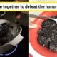 Viral Tweet Says &Quot;Oreo Rice&Quot; Is &Quot;Sedap Gila&Quot;, But M'Sians &Amp; International Media Are Grossed Out - World Of Buzz