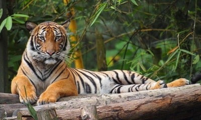 Water, Land &Amp; Natural Resources Minister: 'Harimau Malaya' Could Go Extinct In 10 Years - World Of Buzz 4