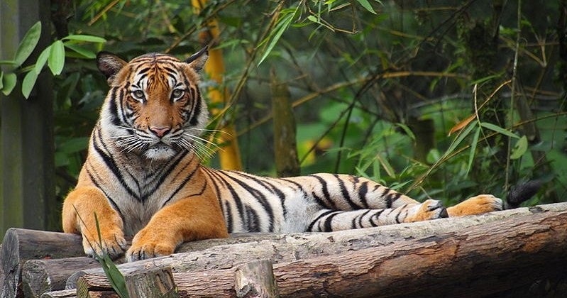 Water, Land &Amp; Natural Resources Minister: 'Harimau Malaya' Could Go Extinct In 10 Years - World Of Buzz 4