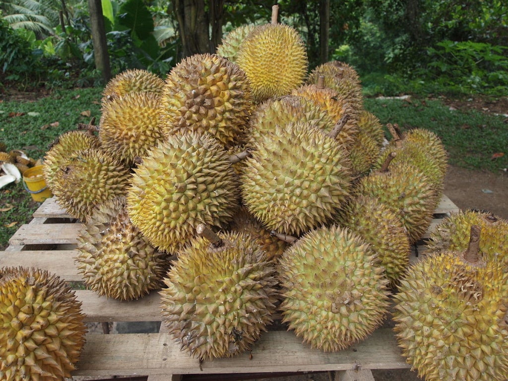 1200Px Durian