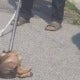 3-Month-Old Puppy Allegedly Strangled To Death By Dog Catcher, Netizens Enraged - World Of Buzz