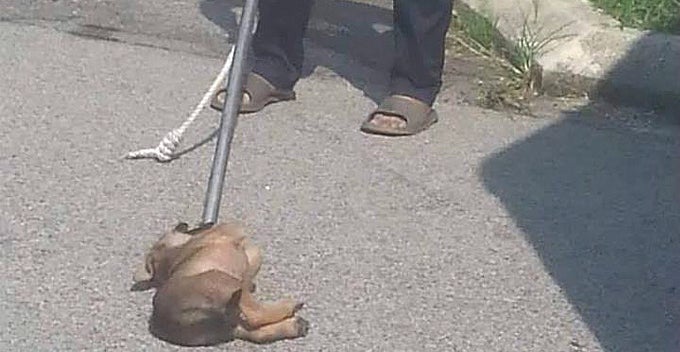 3-Month-Old Puppy Allegedly Strangled To Death By Dog Catcher, Netizens Enraged - World Of Buzz