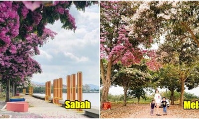 5 Places In M'Sia Where You Can Enjoy 'Sakura Season' If You'Re Too Broke To Fly Overseas - World Of Buzz