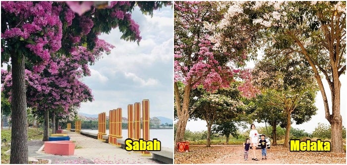 5 Places In M'Sia Where You Can Enjoy 'Sakura Season' If You'Re Too Broke To Fly Overseas - World Of Buzz