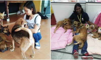 5 Things You Need To Know About This M'Sian Dog Shelter That Cares For 200 Dogs - World Of Buzz 1