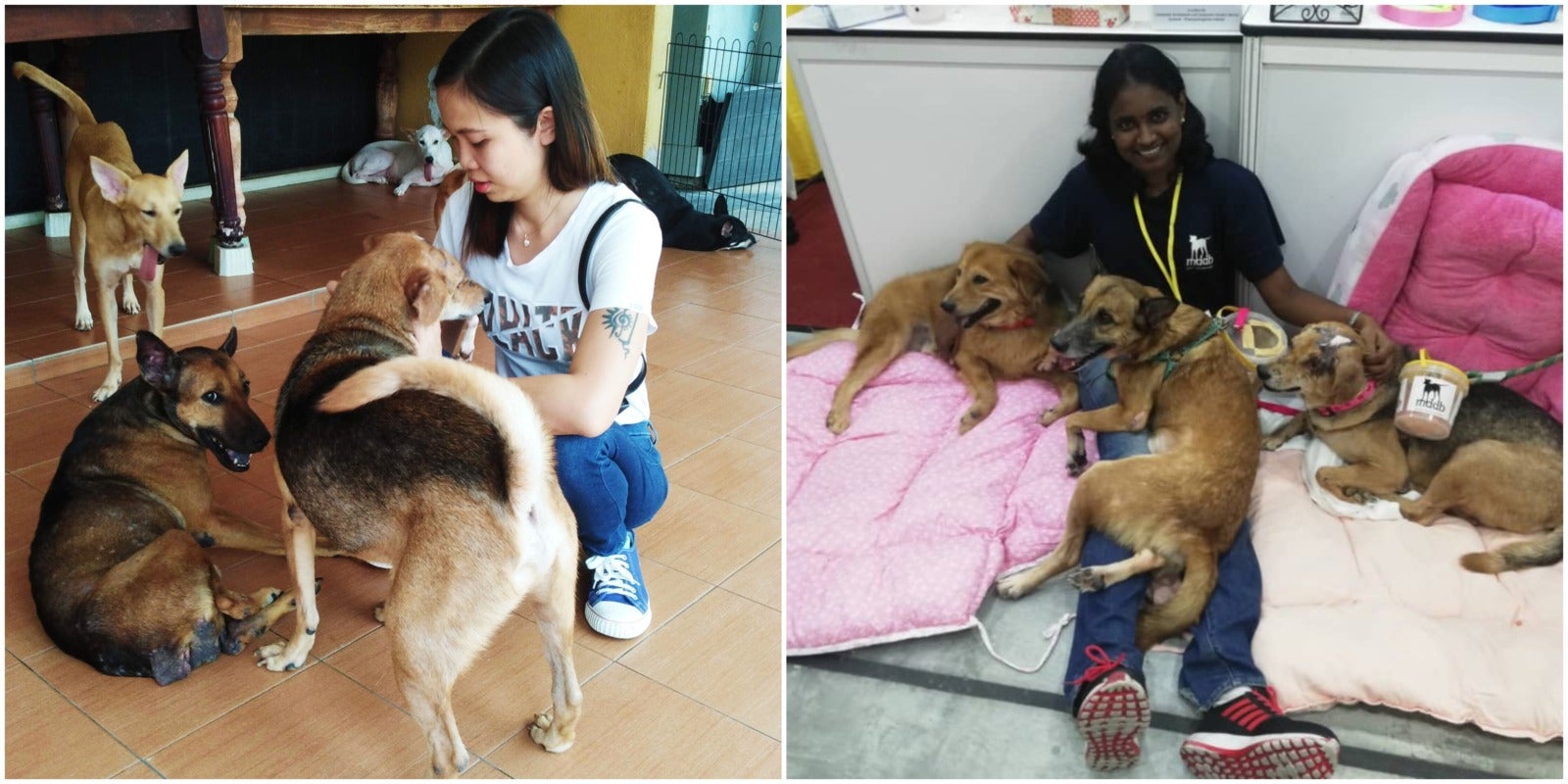 5 Things You Need to Know About This M'sian Dog Shelter That Cares For 200 Dogs - WORLD OF BUZZ 1