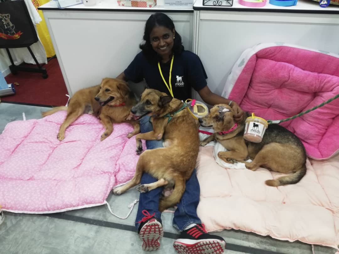 5 Things You Need to Know About This M'sian Dog Shelter That Cares For 200 Dogs - WORLD OF BUZZ