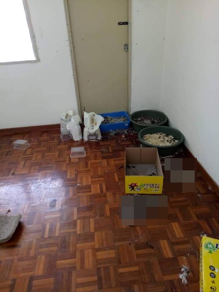 8 Cats Found Starved to Death After Being Abandoned by Owner in Cheras Home for Over a Month - WORLD OF BUZZ 1
