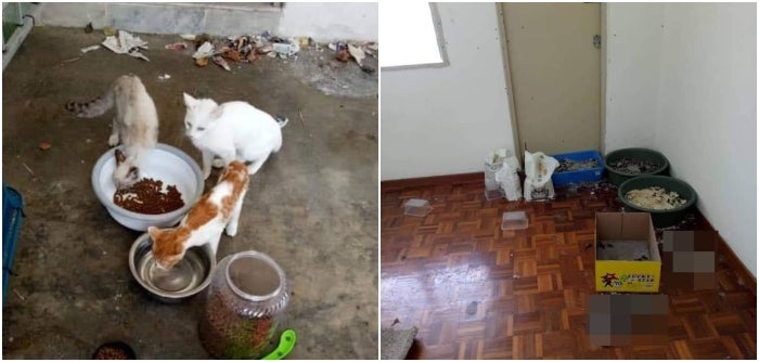 8 Cats Found Starved To Death After Being Abandoned By Owner In Cheras Home For Over A Month - World Of Buzz 2