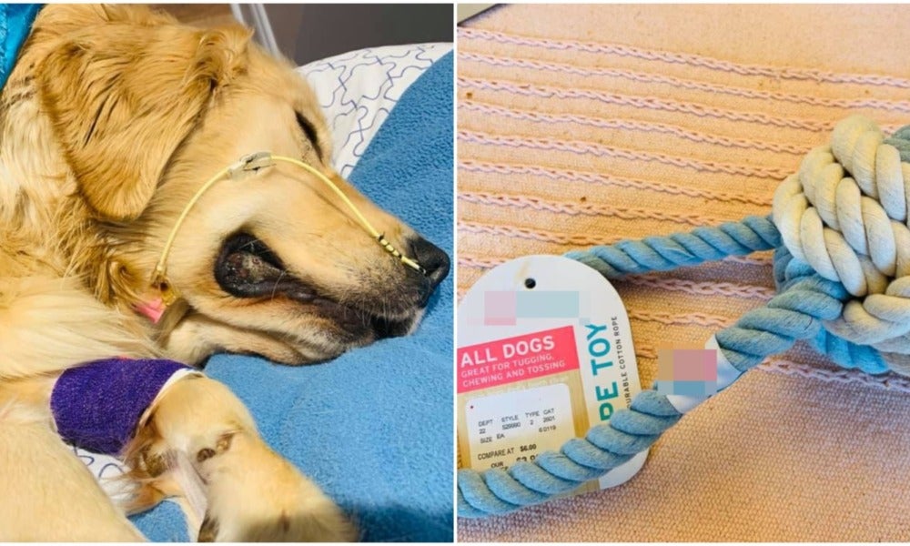 Woman Warns of Rope Toy Dangers After Her 1yo Dog Accidentally