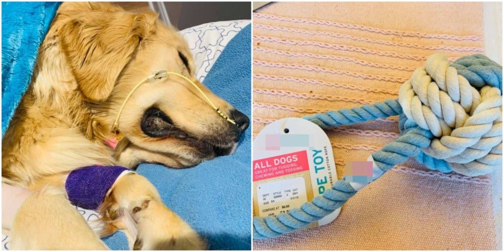 Woman Warns of Rope Toy Dangers After Her 1yo Dog Accidentally