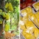 Article By Uk-Based Portal Calling Jackfruit An &Quot;Ugly, Smelly, &Amp; Unharvested Pest-Plant&Quot; Goes Viral &Amp; Asians Are Not Having It - World Of Buzz 2