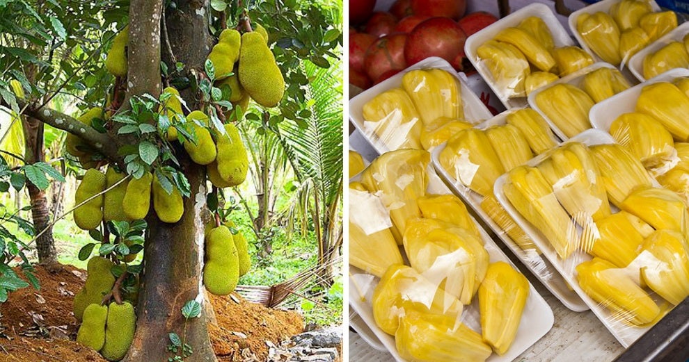Article By Uk-Based Portal Calling Jackfruit An &Quot;Ugly, Smelly, &Amp; Unharvested Pest-Plant&Quot; Goes Viral &Amp; Asians Are Not Having It - World Of Buzz 2