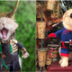 Catvengers Spotted In Vietnam, Searching For Cathanos Secret Hideout Maybe? - World Of Buzz 1