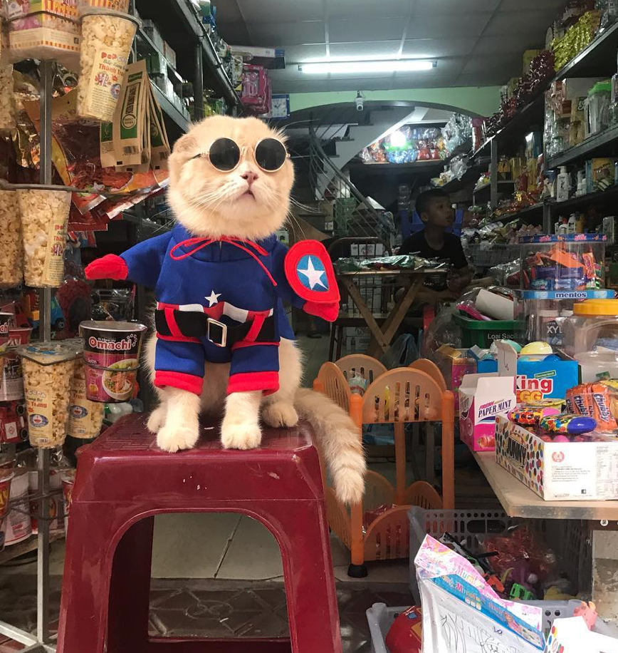 Catvengers Spotted In Vietnam, Searching For Thanos Secret Hideout Maybe? - WORLD OF BUZZ 1