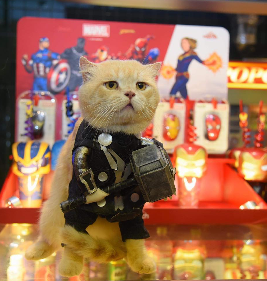 Catvengers Spotted In Vietnam, Searching For Thanos Secret Hideout Maybe? - WORLD OF BUZZ 2