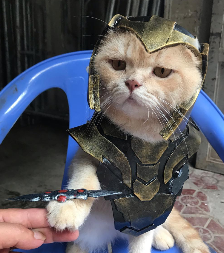 Catvengers Spotted In Vietnam, Searching For Thanos Secret Hideout Maybe? - WORLD OF BUZZ 4