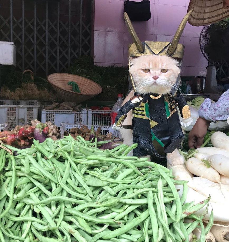 Catvengers Spotted In Vietnam, Searching For Thanos Secret Hideout Maybe? - WORLD OF BUZZ