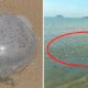 Dead Jellyfish Can Still Release Venom, Beachgoers Warned After Huge Number Of Jellyfish Spotted In Sabah Coast - World Of Buzz