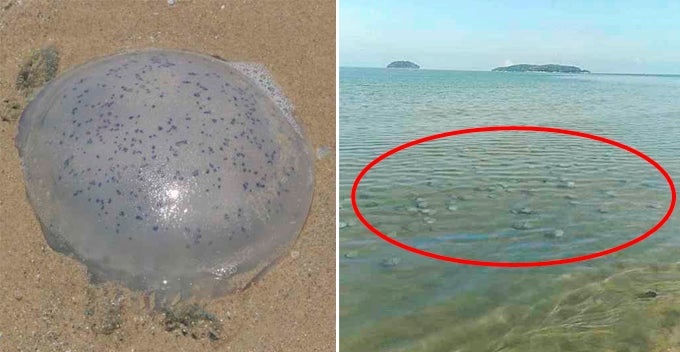 Dead Jellyfish Can Still Release Venom, Beachgoers Warned After Huge Number Of Jellyfish Spotted In Sabah Coast - WORLD OF BUZZ