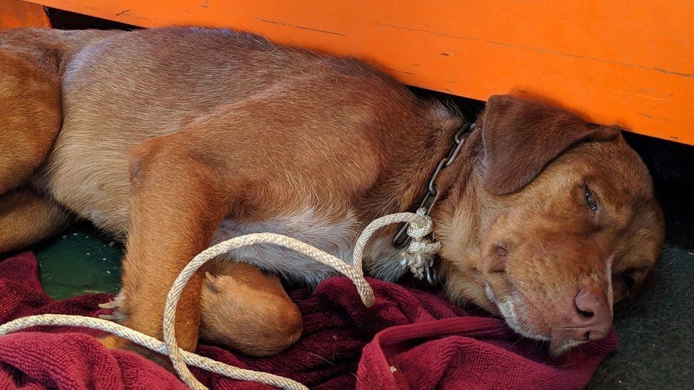 Dog Found 220km Off Coast of Thailand, Rescued by Rig Workers Just in Time - WORLD OF BUZZ 1
