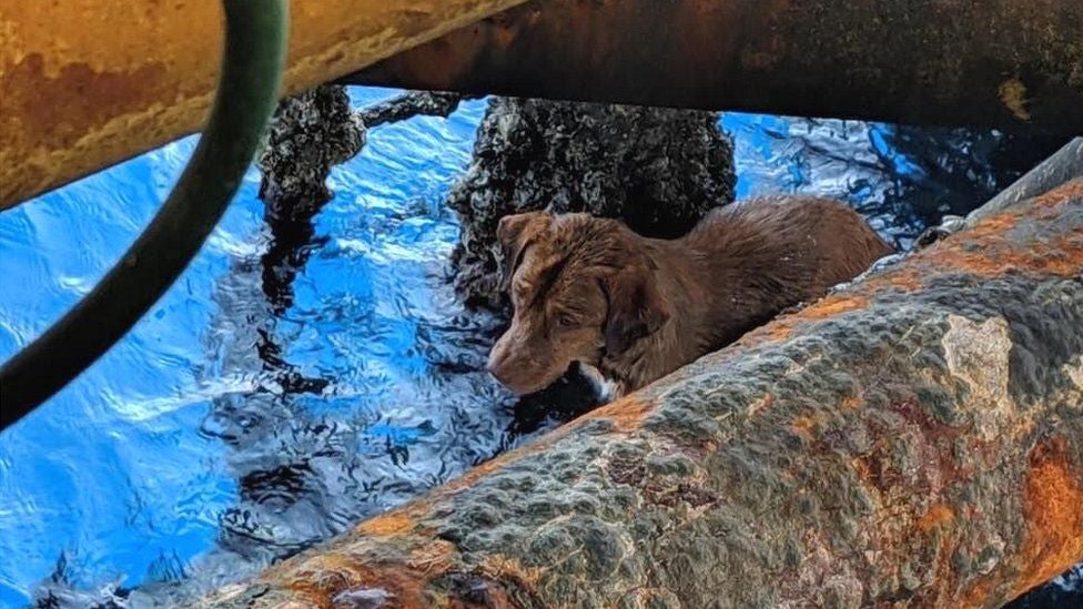 Dog Found 220km Off Coast of Thailand, Rescued by Rig Workers Just in Time - WORLD OF BUZZ 2
