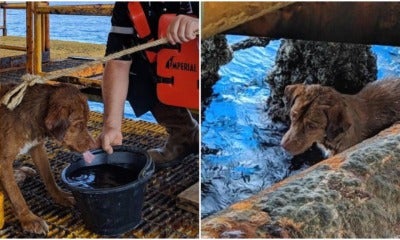 Dog Found 220Km Off Coast Of Thailand, Rescued By Rig Workers Just In Time - World Of Buzz 3