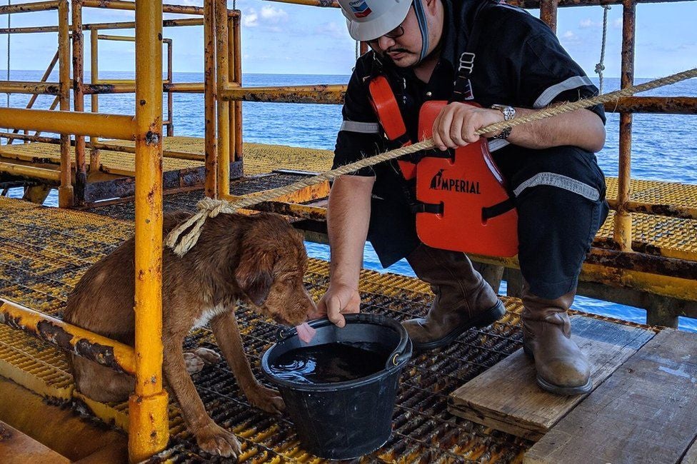 Dog Found 220km Off Coast of Thailand, Rescued by Rig Workers Just in Time - WORLD OF BUZZ
