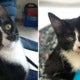 Extremely Lucky Kitty Survives A 30 Minute Wash After Accidentally Ending Up In Washing Machine - World Of Buzz 3