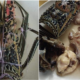 Fake Lobster Containing Chicken And Fish Found In Semporna, Sabah - World Of Buzz 2