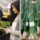 First Thailand, Now Vietnam'S Biggest Supermarkets Are Using Environmentally-Friendly Banana Leaf Packaging - World Of Buzz 4