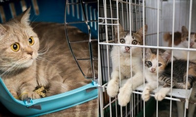 Scientists Advise To Keep Pet Cats Indoors To Avoid Contracting Infectious Disease - World Of Buzz