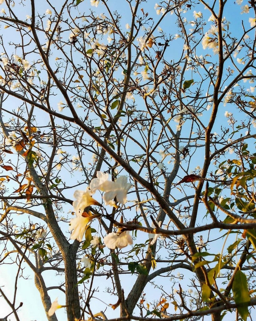 5 Places in M'sia Where You Can Enjoy 'Sakura Season' If You're Too ...