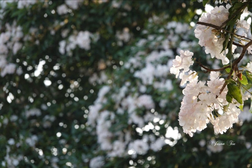 5 Places in M'sia Where You Can Enjoy 'Sakura Season' If You're Too ...