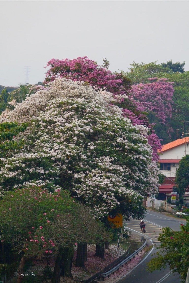 5 Places in M'sia Where You Can Enjoy 'Sakura Season' If You're Too ...
