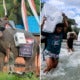 Indonesian Election Workers Had To Ride Elephants &Amp; Cross Rivers To Deliver Ballot Boxes To 800,000 Polling Stations - World Of Buzz
