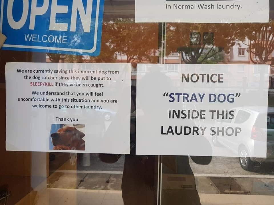 Kind Puchong Laundrette Goes Viral For Allowing Stray Dogs to Stay Inside, Doesn't Mind Losing Customers - WORLD OF BUZZ 1