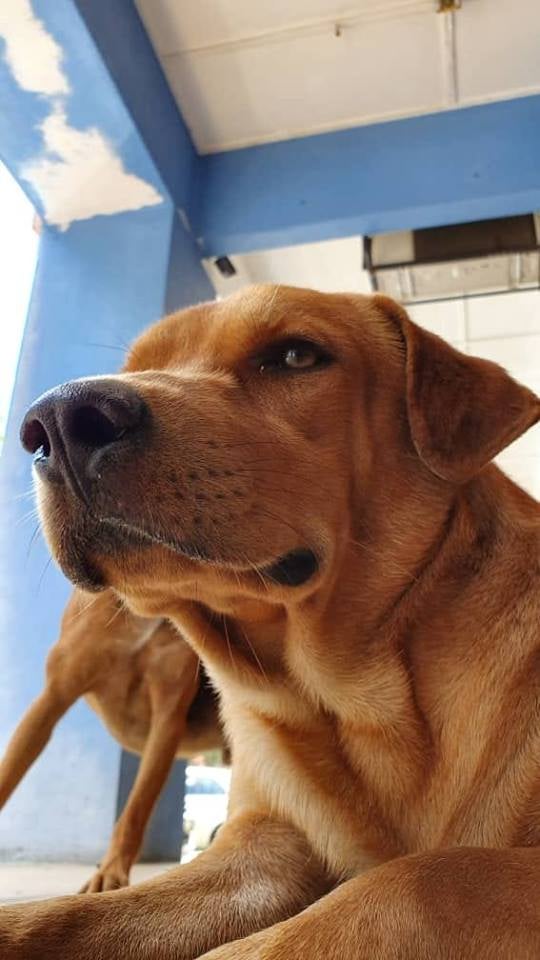 Kind Puchong Laundrette Goes Viral For Allowing Stray Dogs to Stay Inside, Doesn't Mind Losing Customers - WORLD OF BUZZ 3