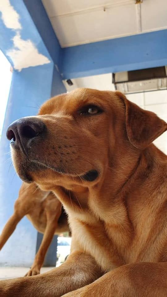 Kind Puchong Laundrette Goes Viral For Allowing Stray Dogs To Stay Inside, Doesn't Mind Losing Customers - World Of Buzz 3